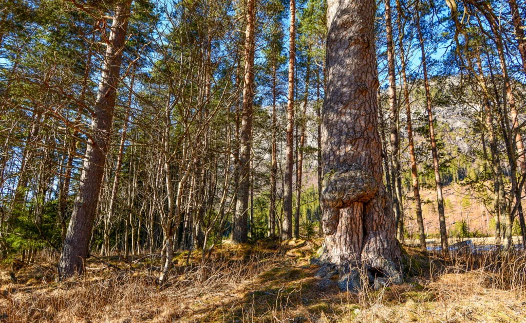 Sordal gravfelt med eitt av dei store furutrea i framgrunnen. Foto.