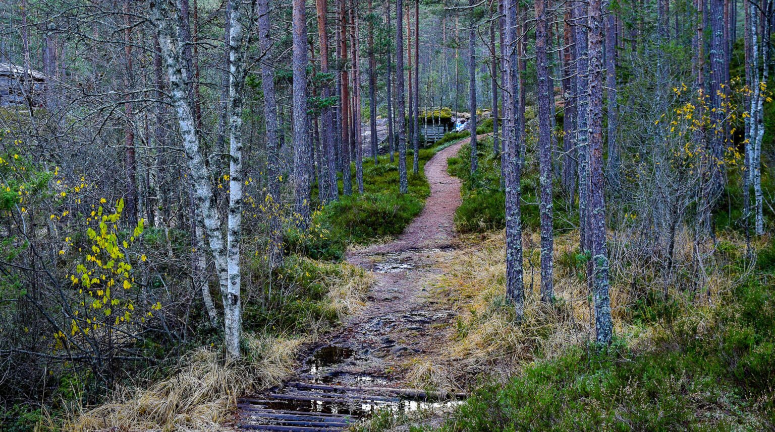 Rysstad turløype. Foto.