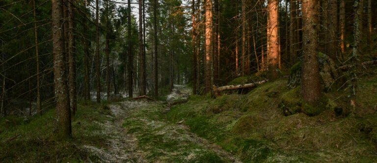 Gamle Setesdalsvegen gjennom skogen på Eikeland i Hægeland. Foto.