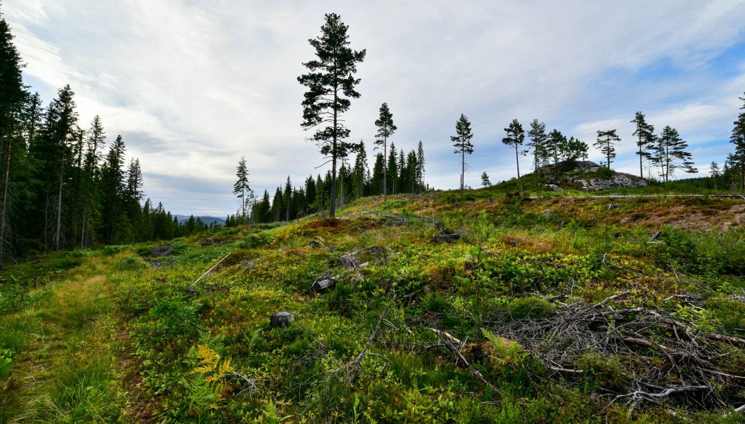 Allmannavegen. Sti i terrenget. Foto.