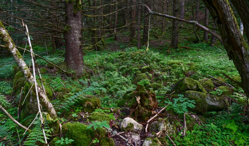 Dei gamle stogemurane i Haslebakken. Foto.