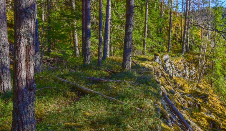 Steinmurar etter den gamle vegen i skogen på Bjørnarå. Foto.
