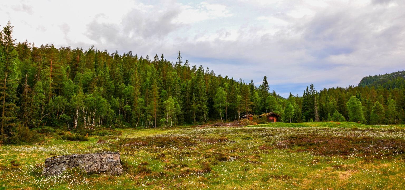 Sommar ved Støylen Øy. Foto.