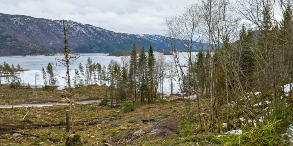 Oversiktsbilde Eikjåknodden med gravfeltet. Byglandsfjorden i bakgrunnen. Foto.