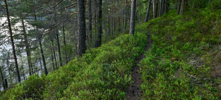 Futevegen gjennom skogen i høgda over Kalveskinnsupsa med Riksveg 9 langt under. Foto.