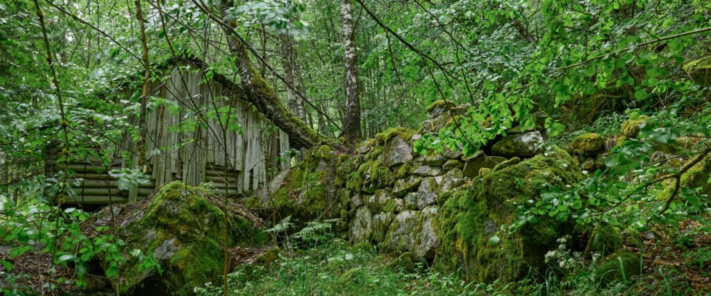 Det gamle uthuset og steinmurar inne i skogen i Hddeviki. Foto.
