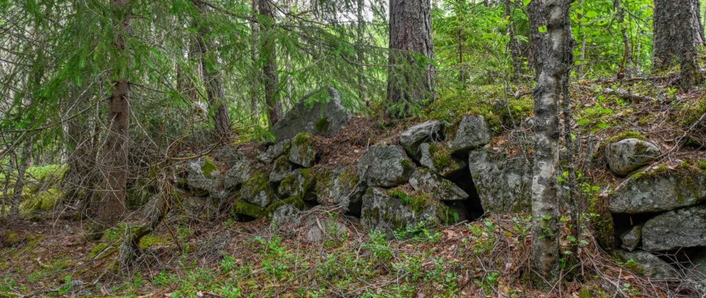 Mur etter køyrevegen frå 1873 på Dåsneset 20. juni 2024. Foto.