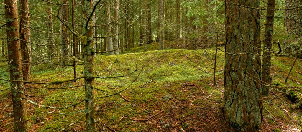 Gravfeltet på Moi inne i skogen 8. juni 2024. Foto.