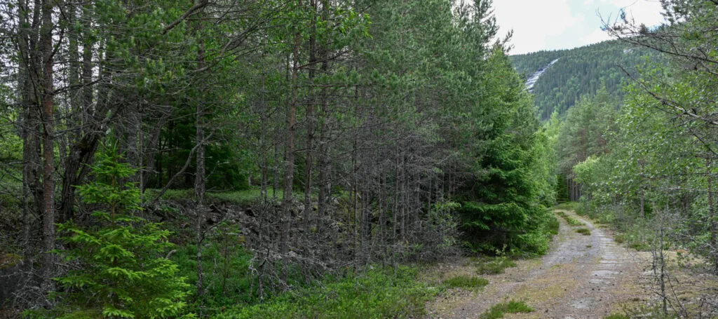 Setesdalsvegen 1930–1992 i framgrunnen. Bak i skogen ser me fyllinga etter den første køyrevegen frå 1873. Foto.
