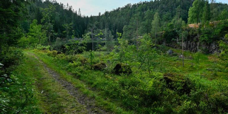 Buekleiv med utsikt nordover mot Skottedalskleiva 18. juli 2024. Foto.