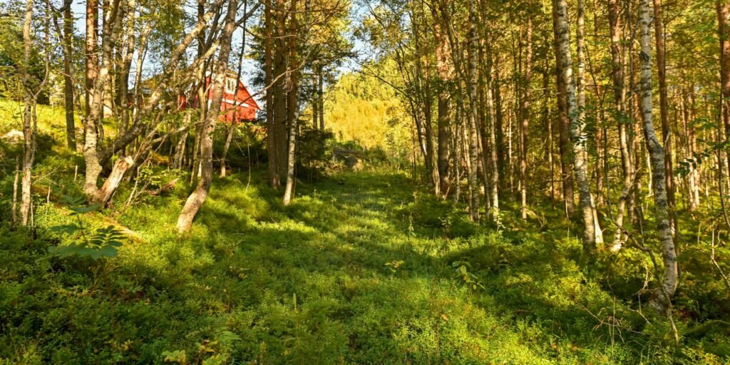 Kleiva frå Riksveg 9 oppover mot Hestevelt 31. august 2024. Foto