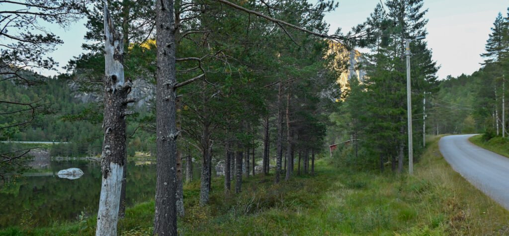 Me ser gamlevegen til der han går oppover gennom skogen til Kroni. Motjønni til venstre og dagens Moveg til høgre. Foto: