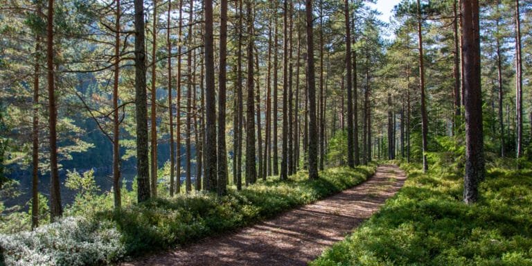 Gamle setesdalsvegen langs Otra på Reimarmoen 5. september 2024. Foto.