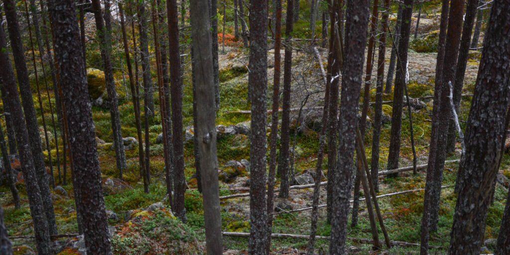 Dalevegen i skogen ved Hågås. Foto.