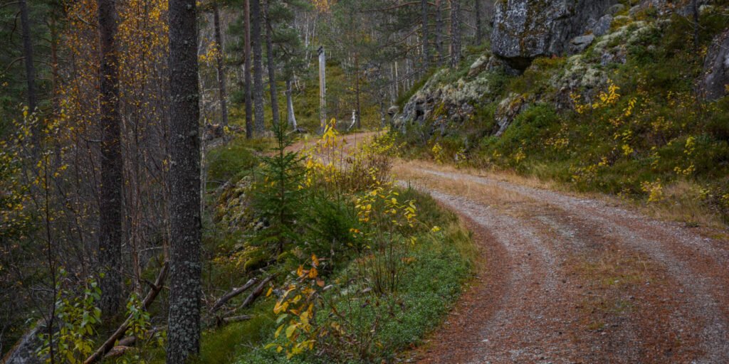 Den gamle køyrevegen ved Båsbrokka slyngar seg gjennom skogen 11. oktober 2024. Foto.