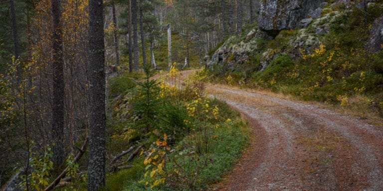 Den gamle køyrevegen ved Båsbrokka slyngar seg gjennom skogen 11. oktober 2024. Foto.