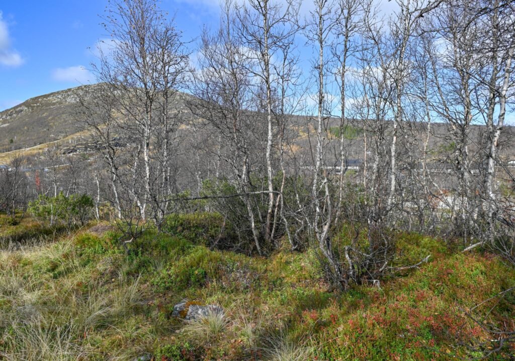 Kolgrop langs Vikingvegen. Foto.