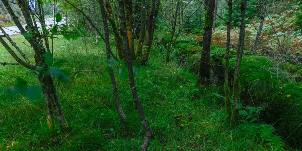 Spor i skogen etter gamle setesdalsvegen. Foto.