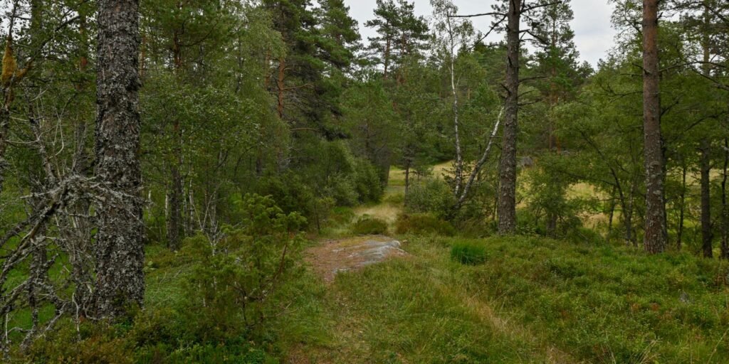 Den gamle kløvvegen rett nord for Øvre Li. Foto