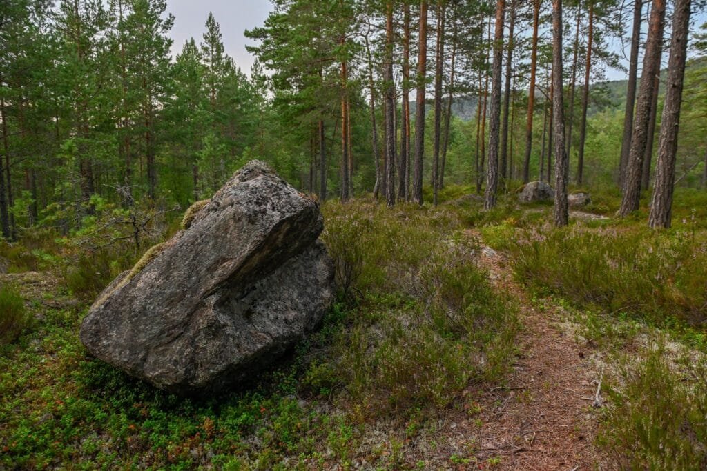 Futevegen gjennom skogen oppover mot Syrtveit 29. juli 2024. Foto.