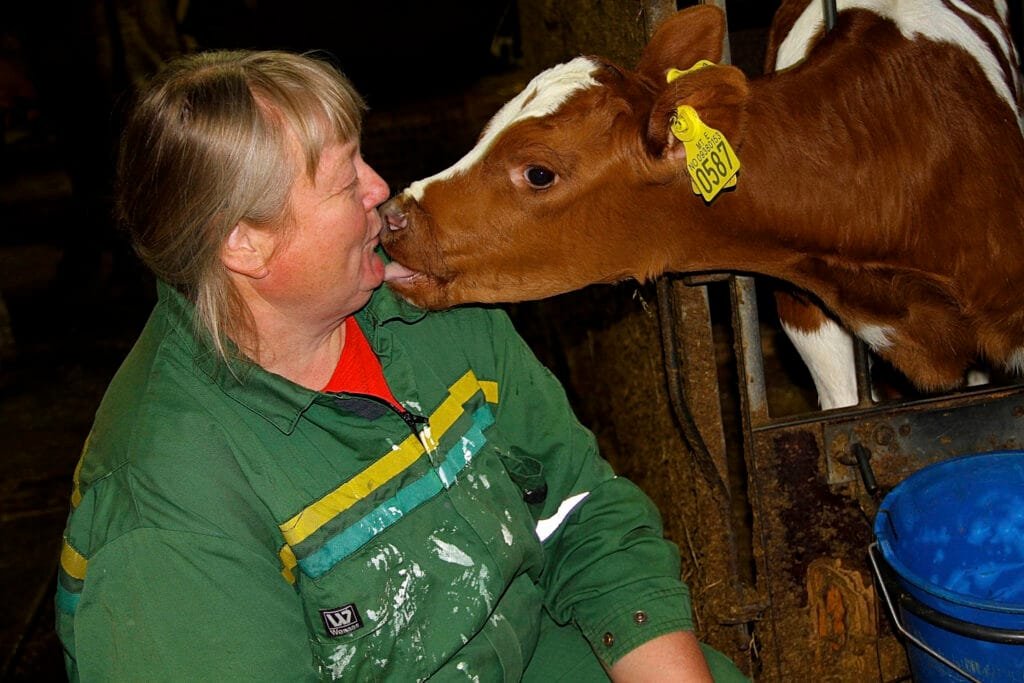 Maryanne Lidtveit blir kyssa av kua. Foto.