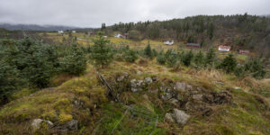 Rindane på Abusland