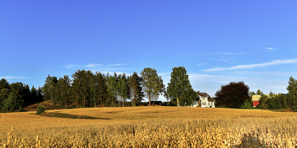 Kornåker på Hornnes. Foto