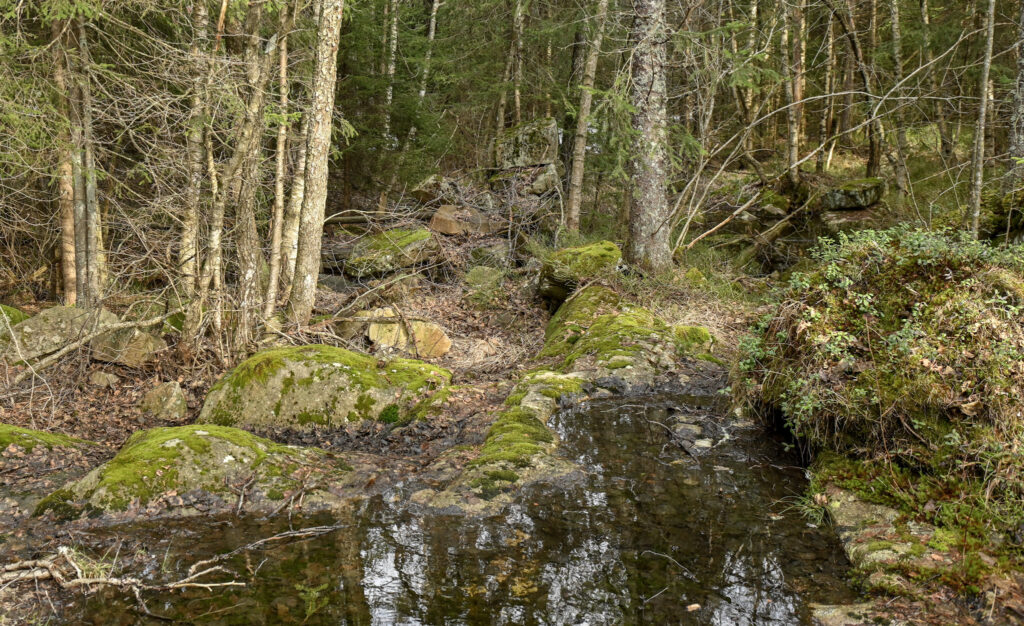Sagtufta i skogen langs Hovlandsåna. Kverntufta truleg i samne området. Foto.