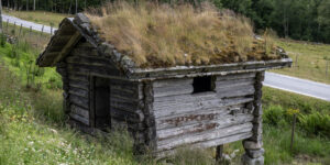 Den fine Breilandkverna langs vegen på Austad