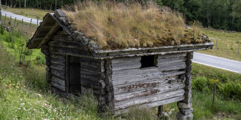 Den fine Breilandkverna langs vegen på Austad