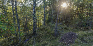 Husmannsplassen Knollen i Åraksbø
