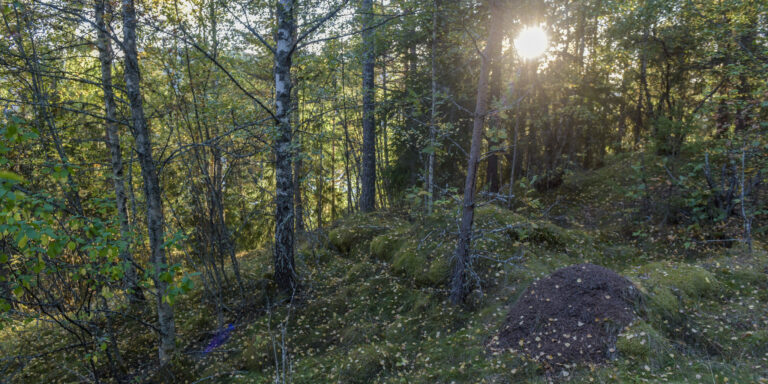 Husmannsplassen Knollen i Åraksbø